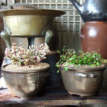 [헤윰]자연의초대 넉넉한시루분2종 옹기화분 미니화분 다육화분