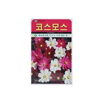 코스모스씨앗 500립