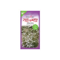 수입야생화씨앗 100선 안개초 화이트 100립