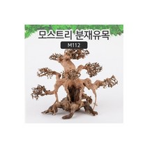 [비지떡] 모스트리 분재유목(L) [ M112 ] [P], 1개