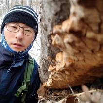 자연산상황버섯 (편상황) 국내산 100% 야생 150g, 1팩