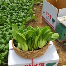 안산팜 싱싱하고 맛있는 청경채 [GAP인증], 1팩, 청경채 500g