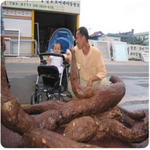 [개이득] 전남 구례 토박이가 캔 지리산 야생칡즙 120ml 60팩