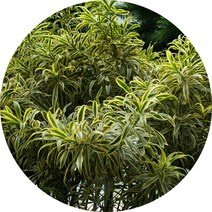 송오브인디아 분갈이제품, 1개