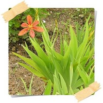 애기범부채 야생화