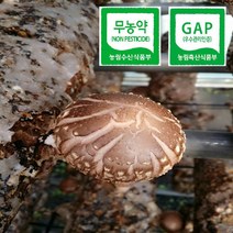 산채인 생표고버섯, 2kg, 1개
