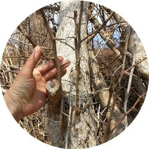 진도허브 자연산 꾸지뽕 꾸지뽕잎 꾸지뽕나무 꾸지뽕열매 꾸지뽕환, 꾸지뽕가지(건재)300g