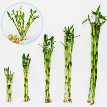 가꾸지오 공기정화식물 먼지제거 천연가습 개운죽 30cm, 개운죽5p(30cm), 개운죽5p 30cm