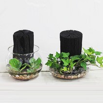 가꾸지오 수경식물 숯정원글라스, G정원 글라스(아이비), 숯정원 글라스(아이비)