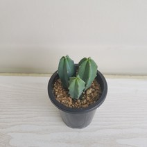 온누리농원 용심목(3대), 1개