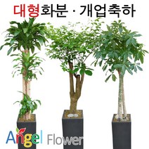 엔젤플라워 초특가 특대형화분 대박나무 행운목 전국당일꽃배달, A20 벵갈나무, 1개