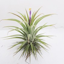 트리앤 이오난사(중), 1개