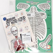 사이언스존 [꿈과-인체의 비밀-골격과 내장 1인용] 과학실험 과학교구 과학실험키트 STEAM 학습교구