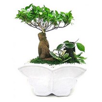 플라워리퍼블릭 개업화분 개업식 공기정화식물 관엽식물 전국꽃배달, 팬다분재, 1개