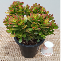 에덴농원 미니염자, 1개