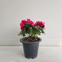 온누리농원 철쭉(빨강)