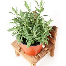 갑조네 허브 화분 실내 공기정화식물 허브식물, 라벤더(소품), 1개