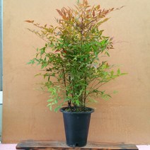 단풍이 예쁜 대형 남천나무 이태리토분세트 카페식물 신혼집화분 사계절식물, 4.바소볼케노(모카색) 26cm