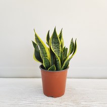 온누리농원 슈퍼바