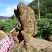 마사토 안동마 산마, 1박스, 중품 5kg (판매자추천)