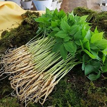 산골짜기 농장 미니 새싹삼 새싹인삼, 1box, 중 50뿌리