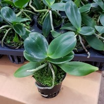 [모종가게] 대엽풍란 / 실내공기정화식물 화분 키우기 쉬운 미세먼지 제거 화초 난초 동양란 서양란 대엽 난