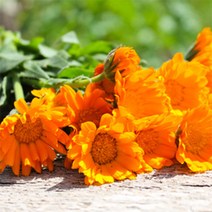 [아로마케이] 케리어오일 베이스오일 비누만들기재료, C_56 카렌듈라오일500ml