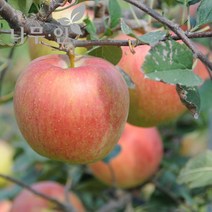 [나무인] 사과나무묘목