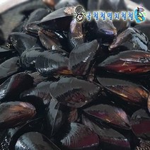 통영굴 석화가리비 사계절출하, 1개, 홍합5kg