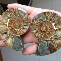 암모나이트 화석 2개 set RS1