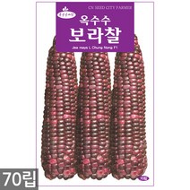 청농종묘 청룡무 씨앗 15g 무씨앗 무씨 봄무씨앗 가을무 채소씨앗 무 무우, 06_보라찰옥수수(70립)