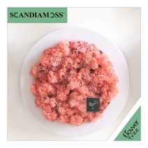 미세먼지 철벽방어! 실내공기정화식물 스칸디아모스 모음 천연이끼, 28.원형스칸디아액자set 29cmP-핑크