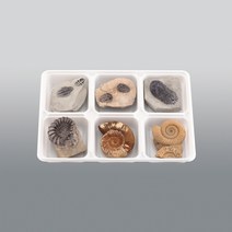 삼엽충 3종. 암모나이트 3종(고급스톤) /교구5526