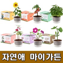 [꿈쟁이] 자연애 마이가든 - 새싹키우기 씨앗키우기 꽃씨앗, 05 수줍은 나팔꽃