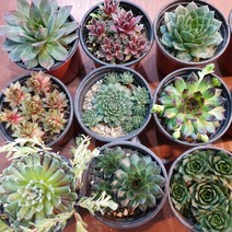 인커피식물카페 바위솔 5종세트 12900원 바위솔랜덤발송