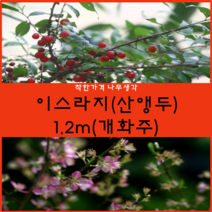 착한가격나무생각 이스라지(산앵두) 1.2m(개화주) 1주
