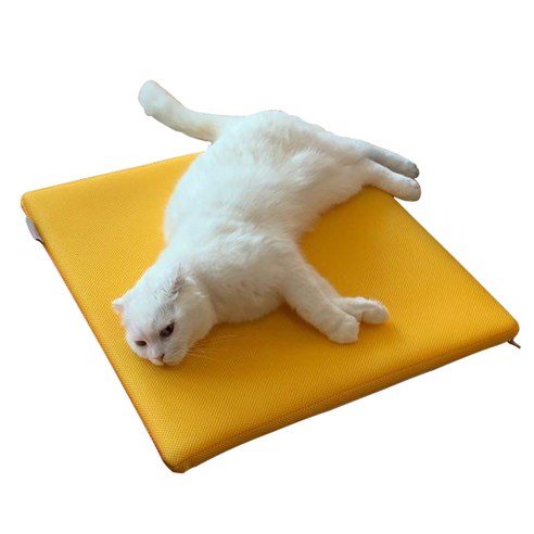 고양이