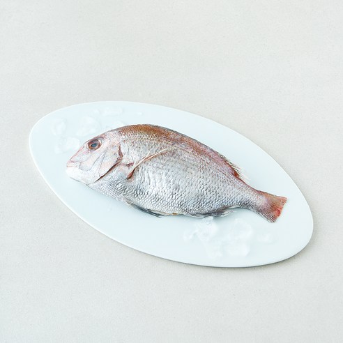 [로켓프레시] 미감어보 국내산 손질 효온처리 통참돔 (냉장), 1개, 300g