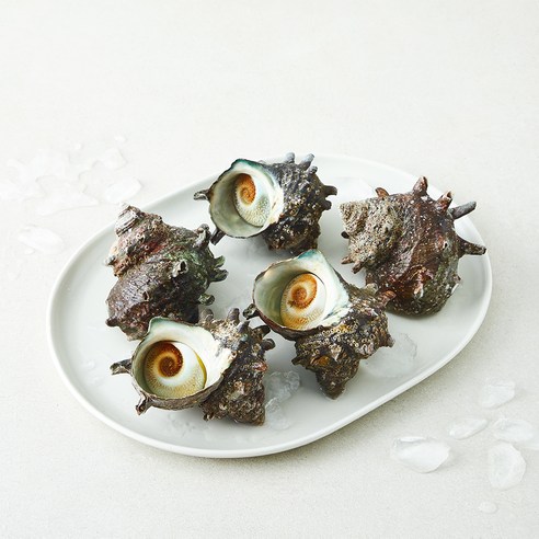 [로켓프레시] 완도맘영어조합법인 자연산 뿔소라 5~10마리 (냉장), 1개, 1kg 내외