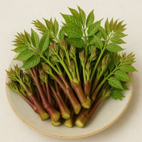 노마진 봄제철 가죽나물 참죽나무순 당일수확, 1개 1kg