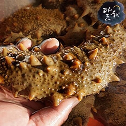 통영 자연산 해삼/해삼(대) 1kg (순차적발송)