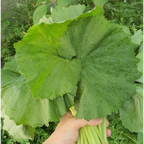국내산 생 머윗잎 머위순 제철나물, 1개, 1kg