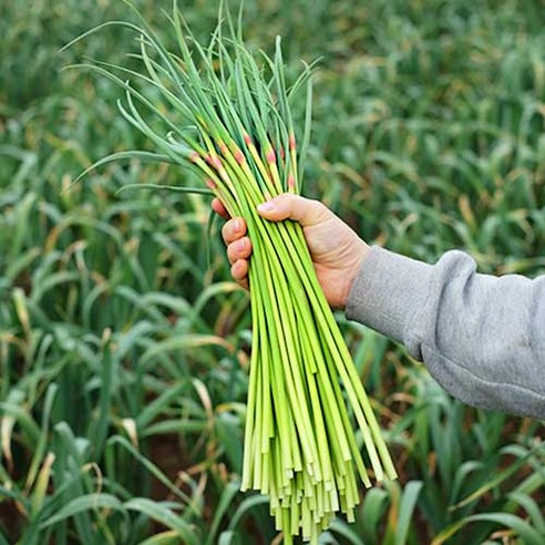 2026년 국내산 햇 마늘쫑 특품, 1개, 500g