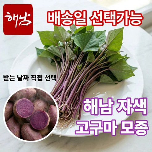 더맛곳간 국내산 해남 자색고구마 모종 고구마순 종근 종순 종자 자색고구마