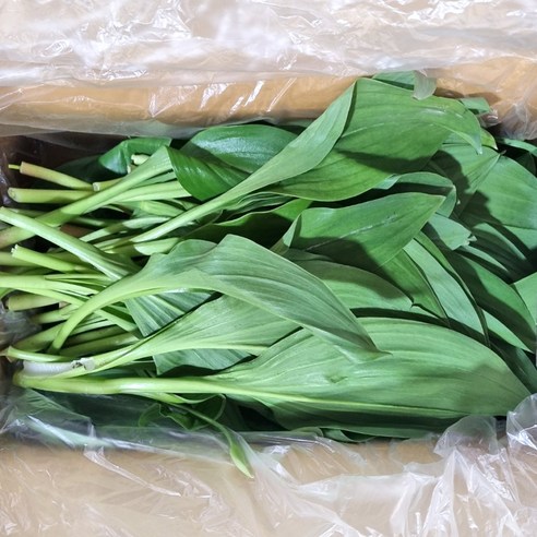 클릭마켓 국내산 명이나물 산나물, 1개, 2kg