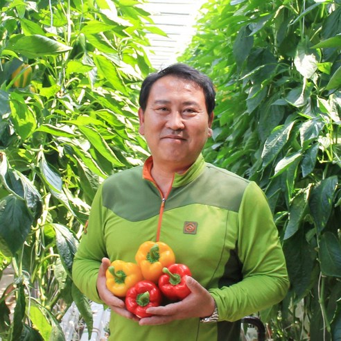 [성결농원]산지직송 국내산 혼합 3색파프리카 2.5kg(빨,주,노), 1세트, 2.5kg