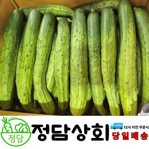 [ 정담상회 ] 국내산 백오이 다다기오이 못난이오이 백다다기[업소용] 10개(1.8~2kg내외) , 20개(3.6~4kg내외) , 10kg(45개내외)