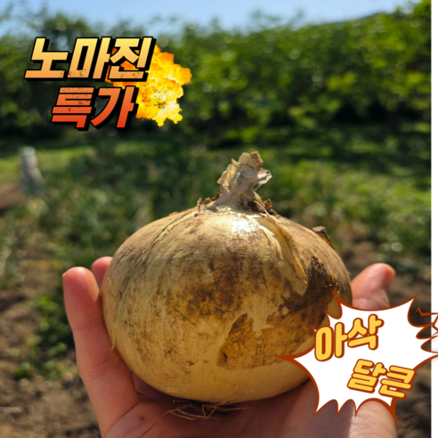 [노마진 특가] 아삭 달큰 단단 산지직송 26년 국내산 햇양파