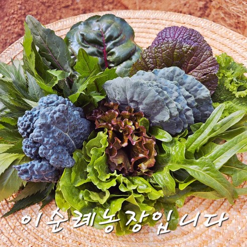 채소맛집! 이순례농장 다채쌈&유럽 콜라보세트 - 미니로메인 로메인 이자벨 적겨자 쌈추 오크립 당귀 케일 프릴라이즈 등 9~12종사이 랜덤발송