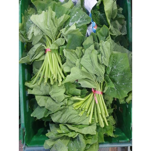 [부드러운] 조선 호박잎 호박잎 나물 쌈, 1kg, 1개